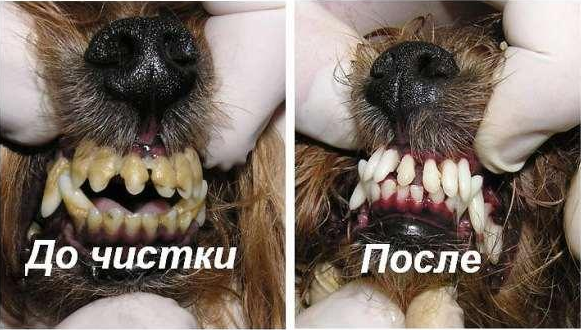 Чистка зубов в Тамбове